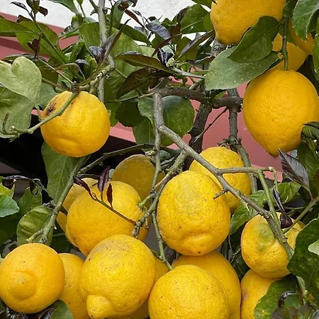 Sotto Le Stelle ...il Mare 4* بيترا ليغوري